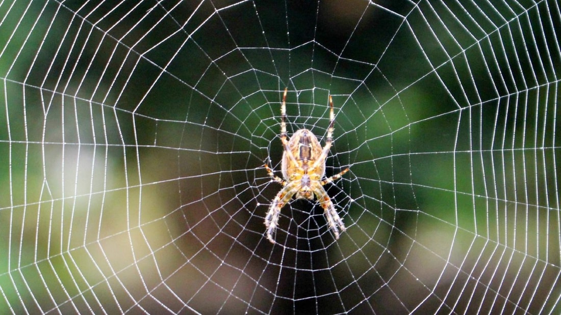 Remèdes de grand-mère pour éloigner les araignées : 12 astuces